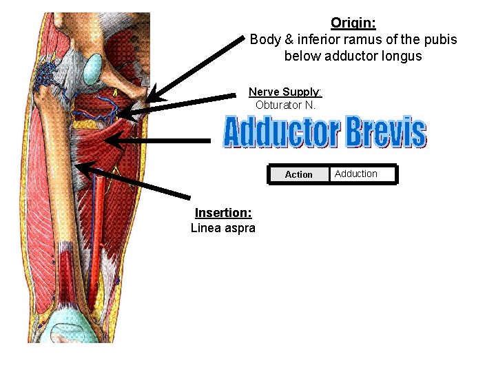 Origin: Body & inferior ramus of the pubis below adductor longus Nerve Supply: Obturator