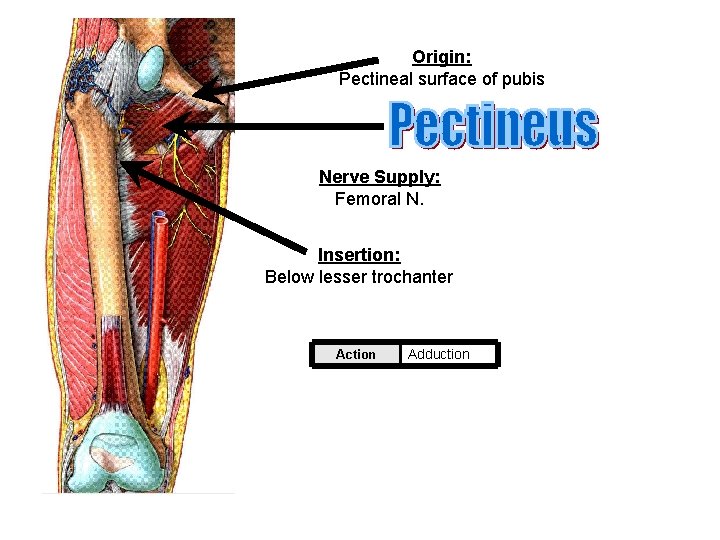 Origin: Pectineal surface of pubis Nerve Supply: Femoral N. Insertion: Below lesser trochanter Action