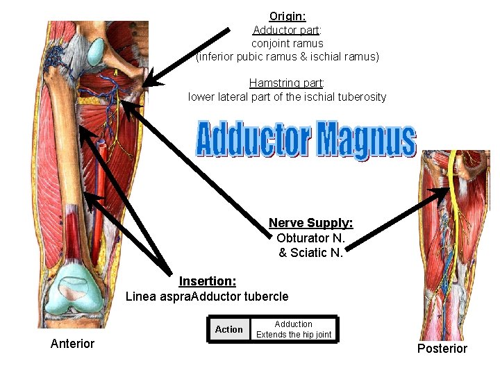 Origin: Adductor part: conjoint ramus (inferior pubic ramus & ischial ramus) Hamstring part: lower