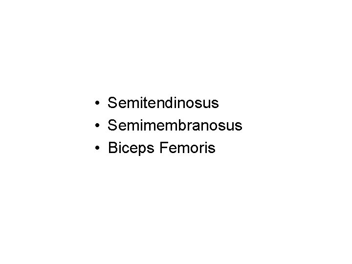  • Semitendinosus • Semimembranosus • Biceps Femoris 