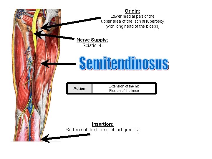 Origin: Lower medial part of the upper area of the ischial tuberosity (with long