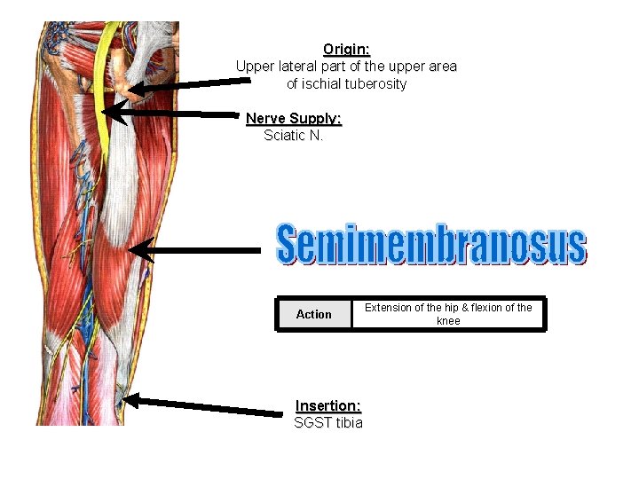 Origin: Upper lateral part of the upper area of ischial tuberosity Nerve Supply: Sciatic