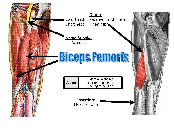 Origin: Long head: with semitendinosus Short head: linea aspra Nerve Supply: Sciatic N. Action