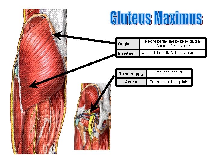 Origin Hip bone behind the posterior gluteal line & back of the sacrum Insertion