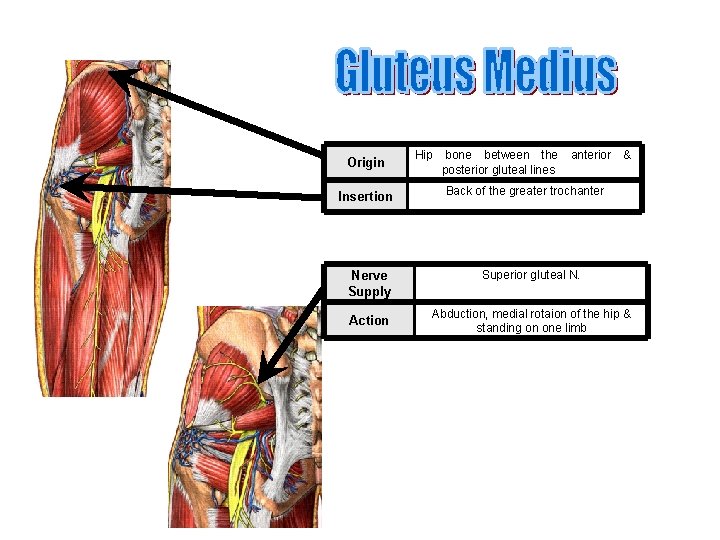 Origin Insertion Nerve Supply Action Hip bone between the posterior gluteal lines anterior &