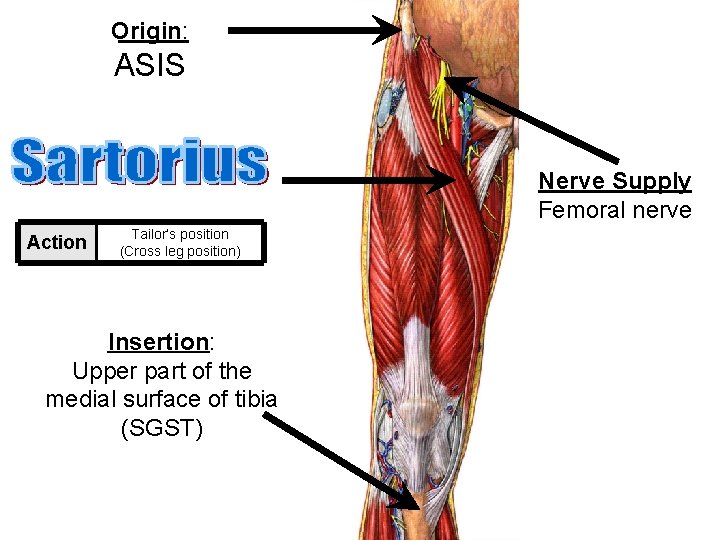 Origin: ASIS Nerve Supply Femoral nerve Action Tailor’s position (Cross leg position) Insertion: Upper