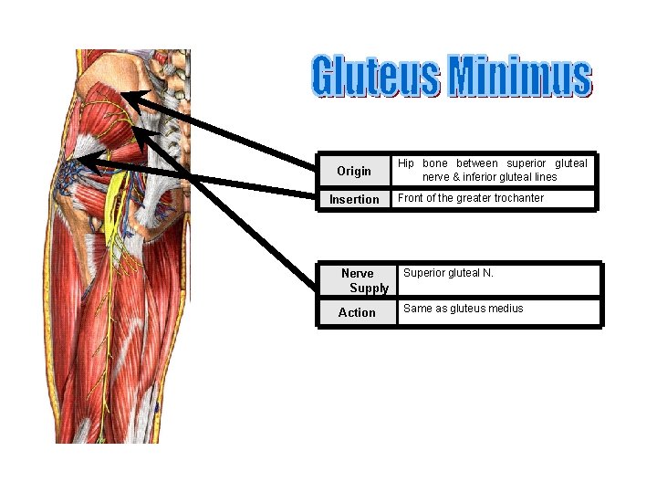 Origin Insertion Hip bone between superior gluteal nerve & inferior gluteal lines Front of