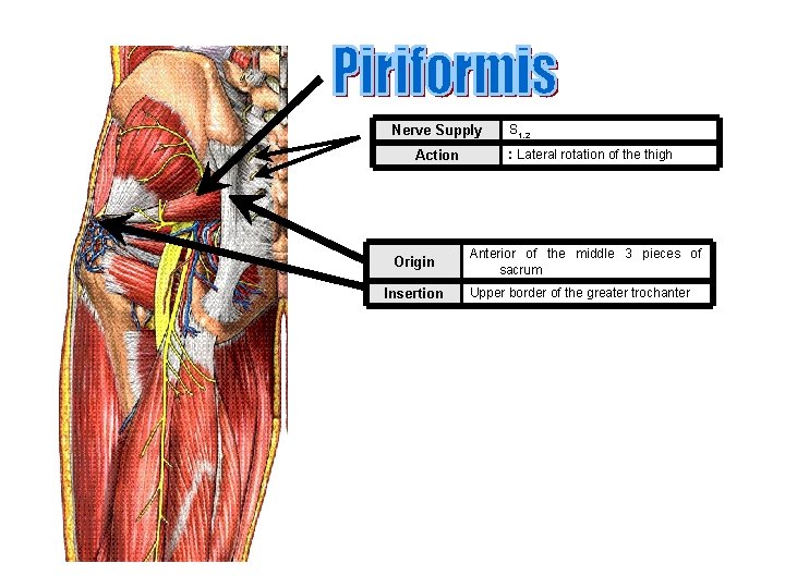 Nerve Supply Action Origin Insertion S 1, 2 : Lateral rotation of the thigh