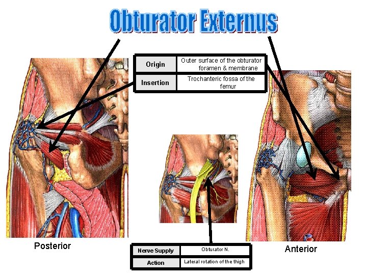 Posterior Origin Outer surface of the obturator foramen & membrane Insertion Trochanteric fossa of