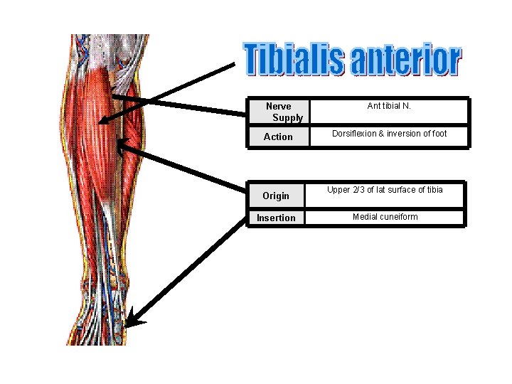 Nerve Supply Action Origin Insertion Ant tibial N. Dorsiflexion & inversion of foot Upper