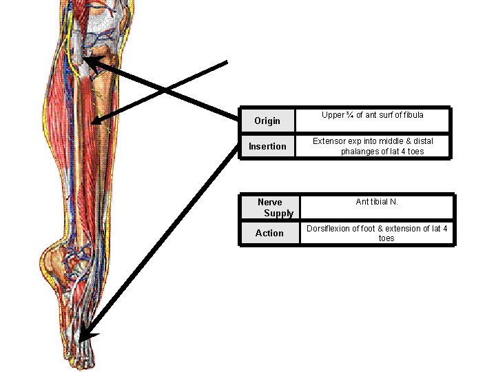 Origin Insertion Nerve Supply Action Upper ¾ of ant surf of fibula Extensor exp