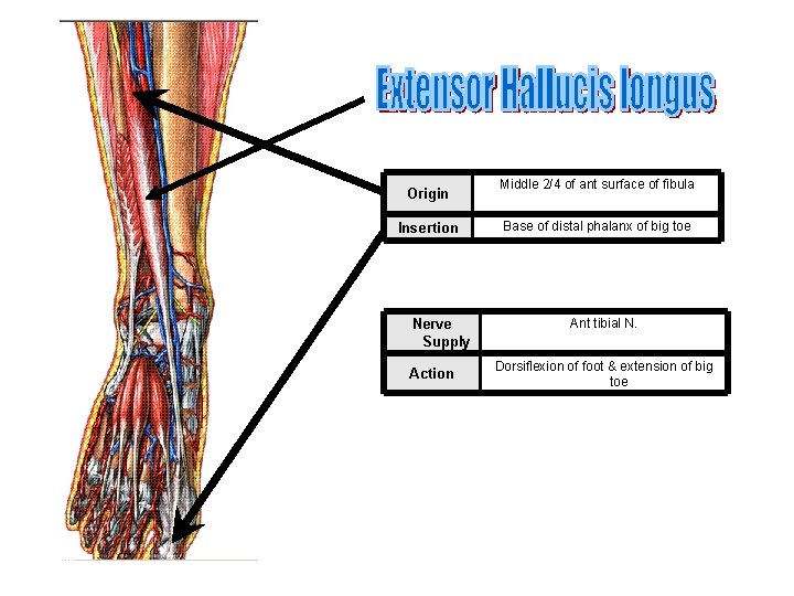 Origin Insertion Nerve Supply Action Middle 2/4 of ant surface of fibula Base of