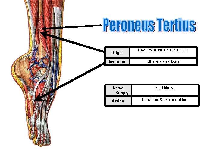 Origin Insertion Nerve Supply Action Lower ¼ of ant surface of fibula 5 th