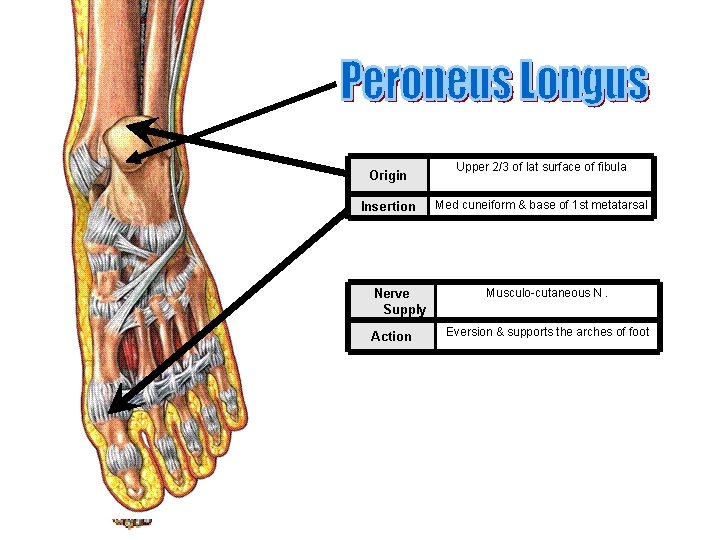 Origin Insertion Nerve Supply Action Upper 2/3 of lat surface of fibula Med cuneiform