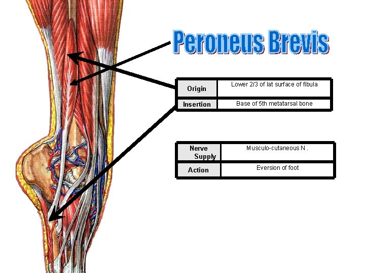 Origin Insertion Nerve Supply Action Lower 2/3 of lat surface of fibula Base of