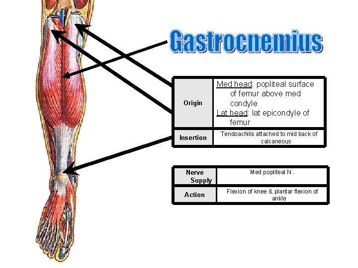 Origin Insertion Nerve Supply Action Med head: popliteal surface of femur above med condyle