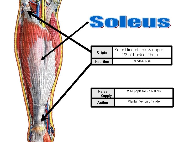 Origin Insertion Nerve Supply Action Soleal line of tibia & upper 1/3 of back