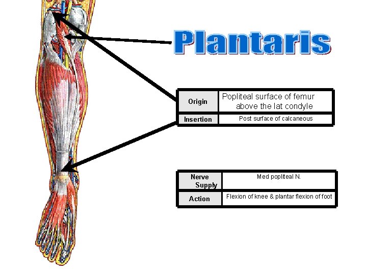 Origin Insertion Nerve Supply Action Popliteal surface of femur above the lat condyle Post