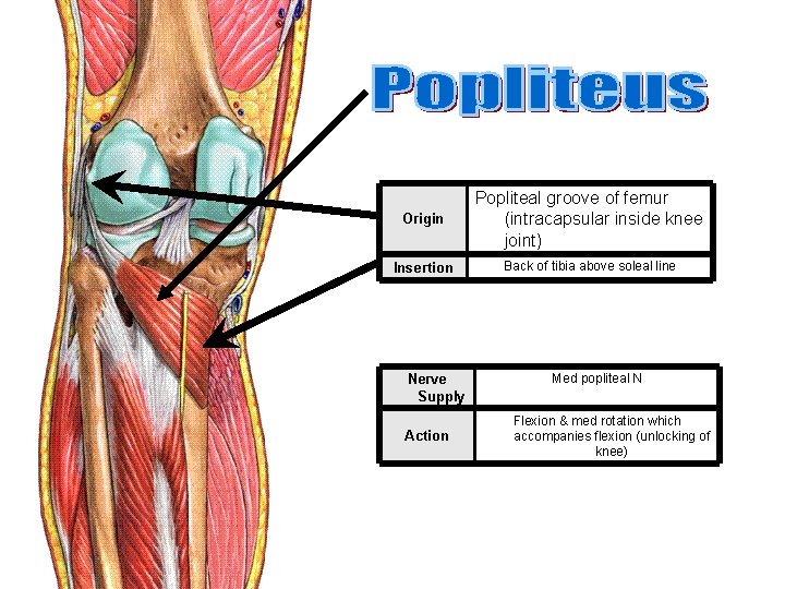 Origin Popliteal groove of femur (intracapsular inside knee joint) Insertion Back of tibia above
