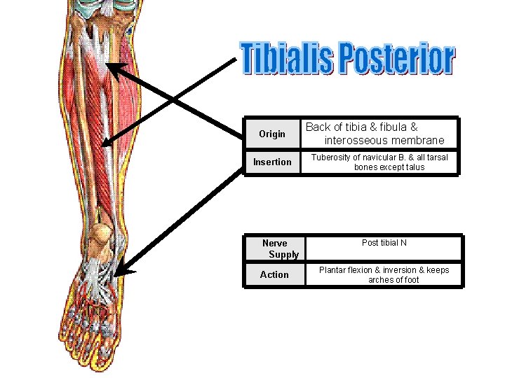 Origin Insertion Nerve Supply Action Back of tibia & fibula & interosseous membrane Tuberosity