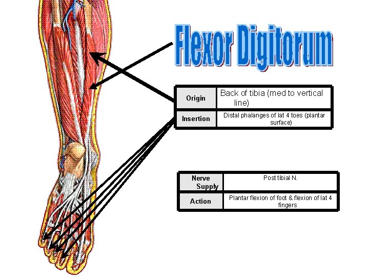 Origin Insertion Nerve Supply Action Back of tibia (med to vertical line) Distal phalanges