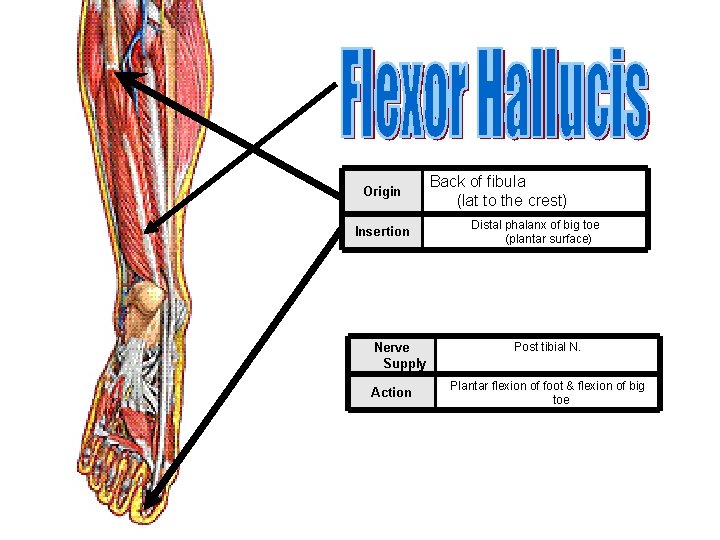 Origin Insertion Nerve Supply Action Back of fibula (lat to the crest) Distal phalanx