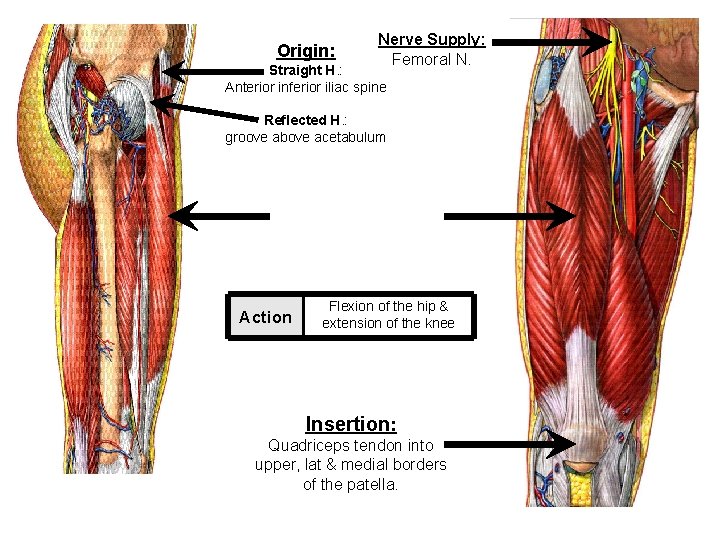 Origin: Nerve Supply: Femoral N. Straight H. : Anterior inferior iliac spine Reflected H.