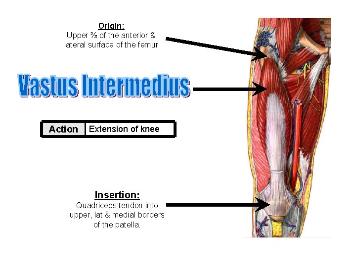 Origin: Upper ⅔ of the anterior & lateral surface of the femur Action Extension