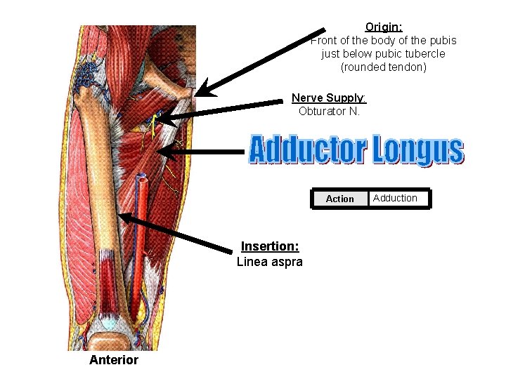 Origin: Front of the body of the pubis just below pubic tubercle (rounded tendon)