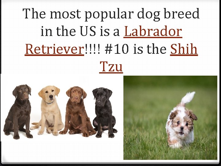 The most popular dog breed in the US is a Labrador Retriever!!!! #10 is