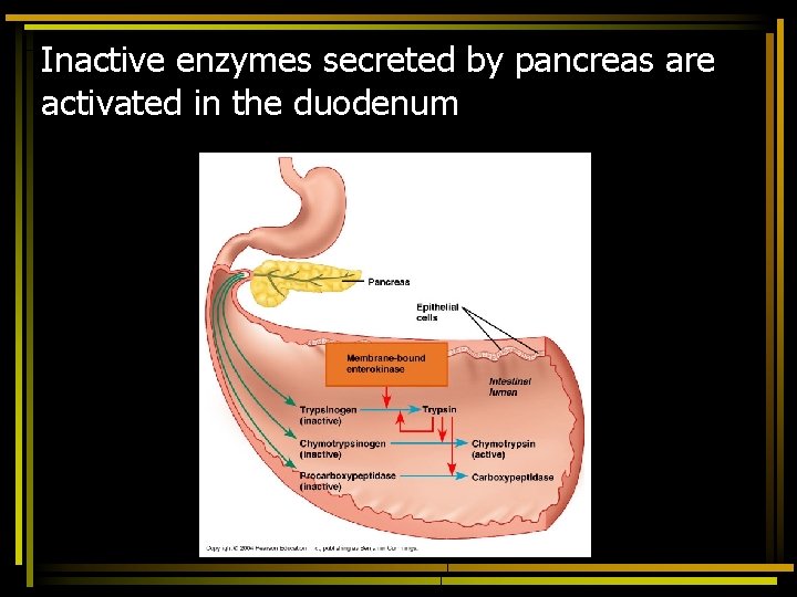 Inactive enzymes secreted by pancreas are activated in the duodenum 