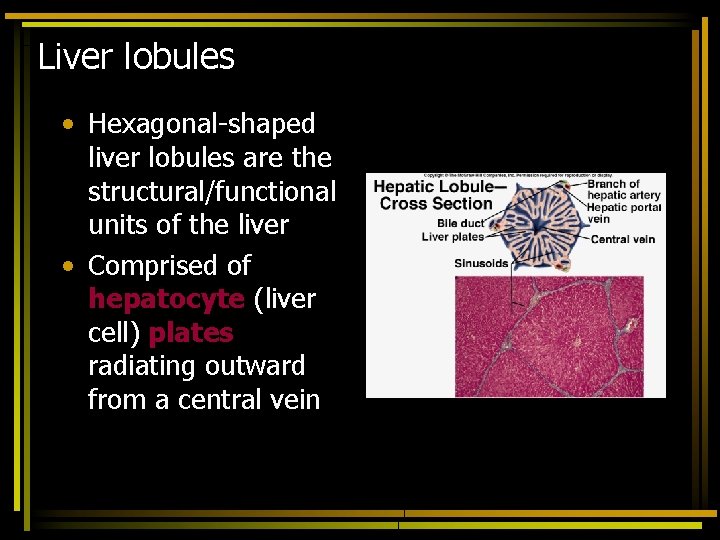 Liver lobules • Hexagonal-shaped liver lobules are the structural/functional units of the liver •