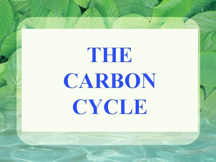 THE CARBON CYCLE 