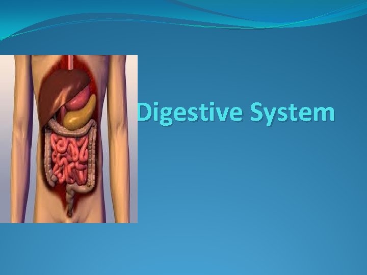 Digestive System Digestive System