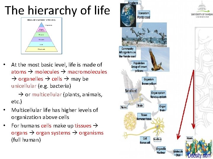 The hierarchy of life • At the most basic level, life is made of