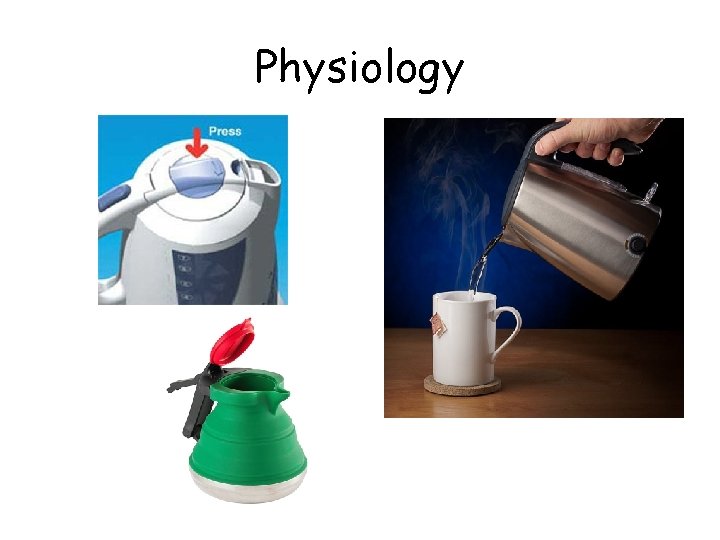 Physiology 