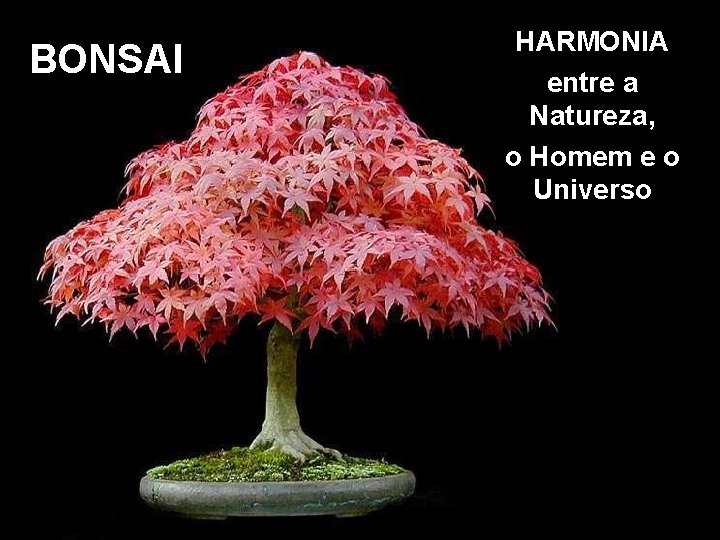 BONSAI HARMONIA entre a Natureza, o Homem e o Universo 