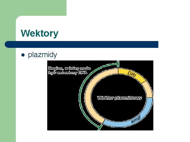 Wektory l plazmidy 