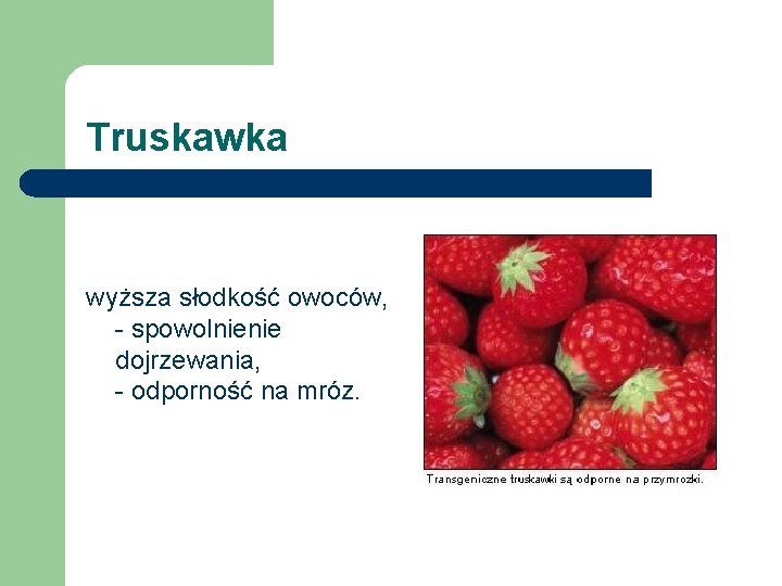 Truskawka wyższa słodkość owoców, - spowolnienie dojrzewania, - odporność na mróz. 