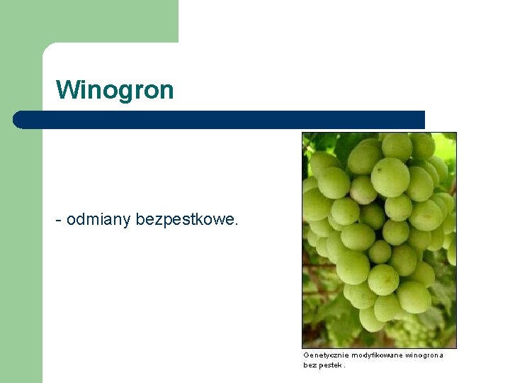 Winogron - odmiany bezpestkowe. 