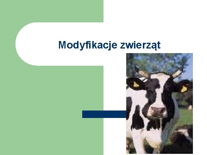 Modyfikacje zwierząt 