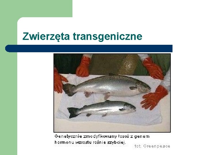 Zwierzęta transgeniczne 