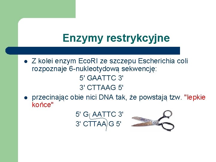 Enzymy restrykcyjne l l Z kolei enzym Eco. RI ze szczepu Escherichia coli rozpoznaje