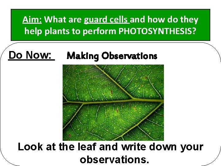 Aim: What are guard cells and how do they help plants to perform PHOTOSYNTHESIS?