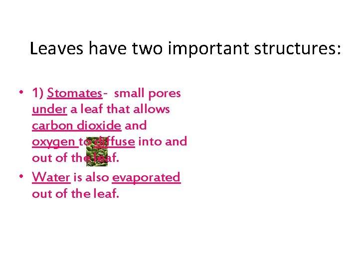 Leaves have two important structures: • 1) Stomates- small pores under a leaf that