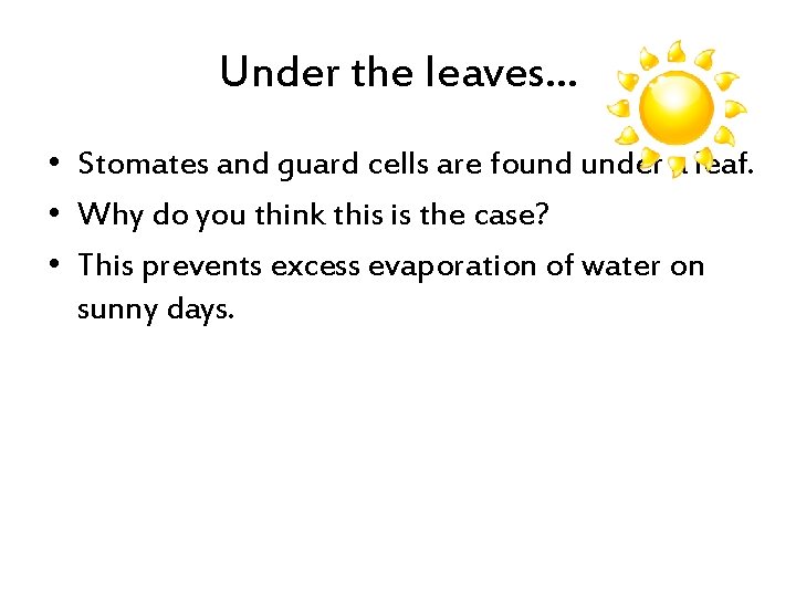 Under the leaves… • Stomates and guard cells are found under a leaf. •