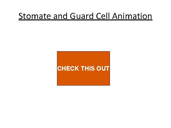 Stomate and Guard Cell Animation CHECK THIS OUT 