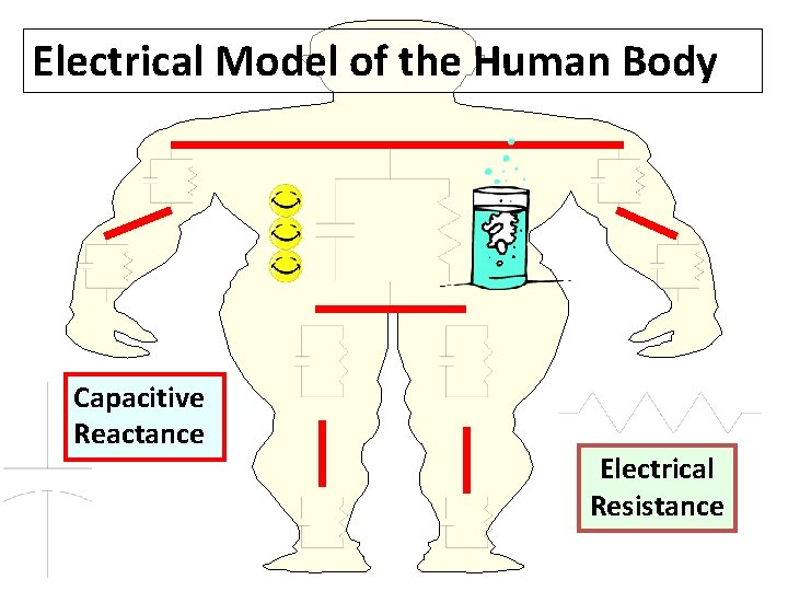 Electrical Model of the Human Body Capacitive Reactance Electrical Resistance 