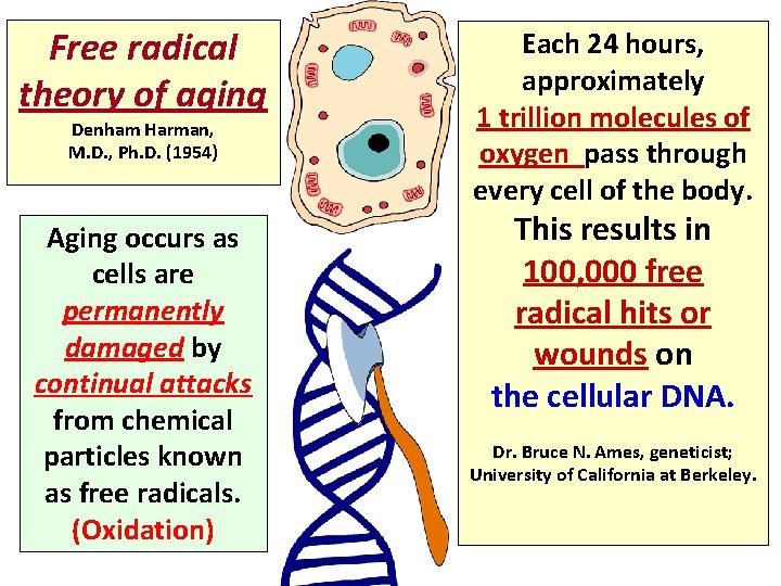 Free radical theory of aging Denham Harman, M. D. , Ph. D. (1954) Aging