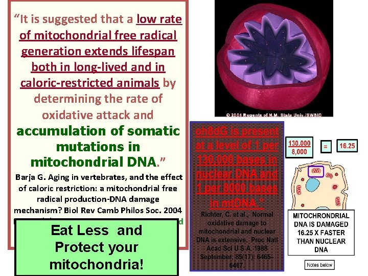 “It is suggested that a low rate of mitochondrial free radical generation extends lifespan